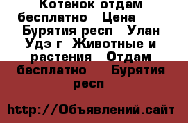 Котенок отдам бесплатно › Цена ­ 0 - Бурятия респ., Улан-Удэ г. Животные и растения » Отдам бесплатно   . Бурятия респ.